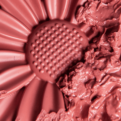 Blush Margaripetala Margarida - Maria Margarida